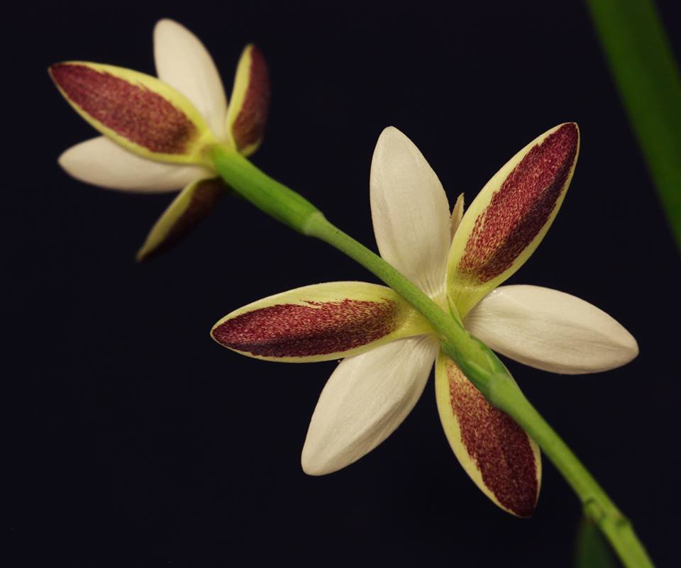 Hesperantha cucullata