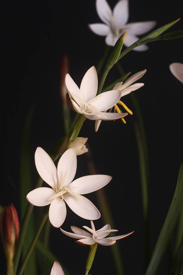 Hesperantha cucullata