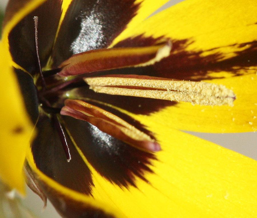Hesperantha vaginata