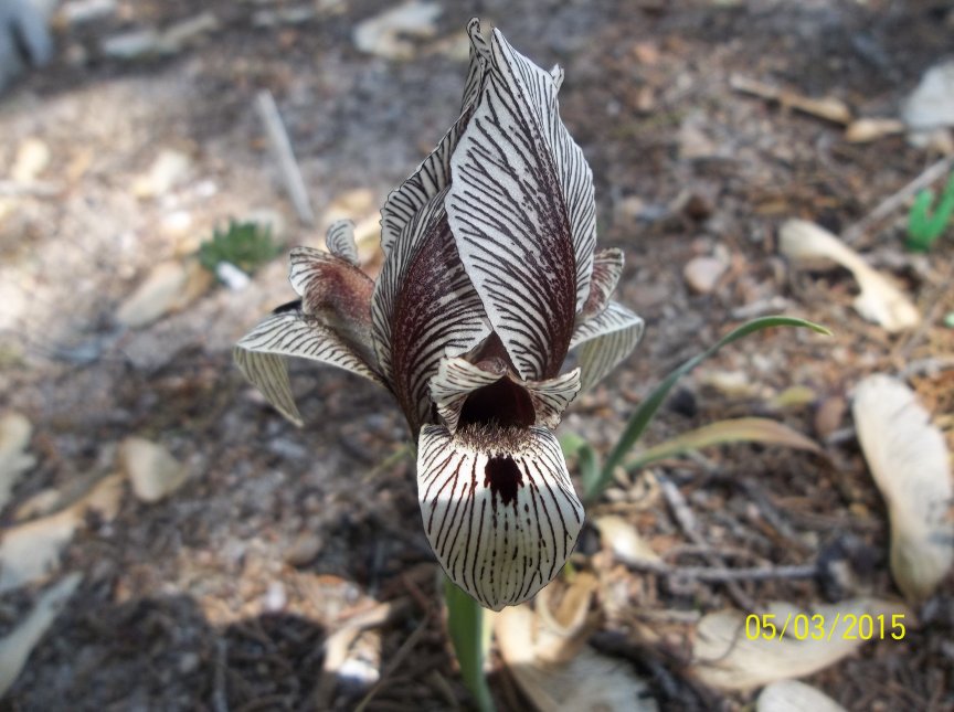 Iris acutiloba