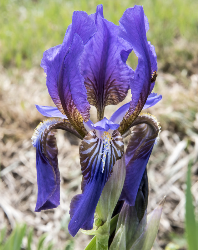 Iris albertii