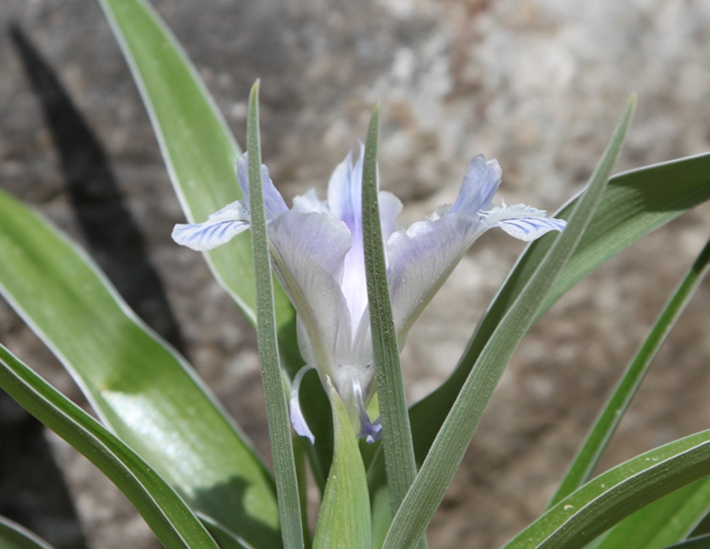 Iris albomarginata