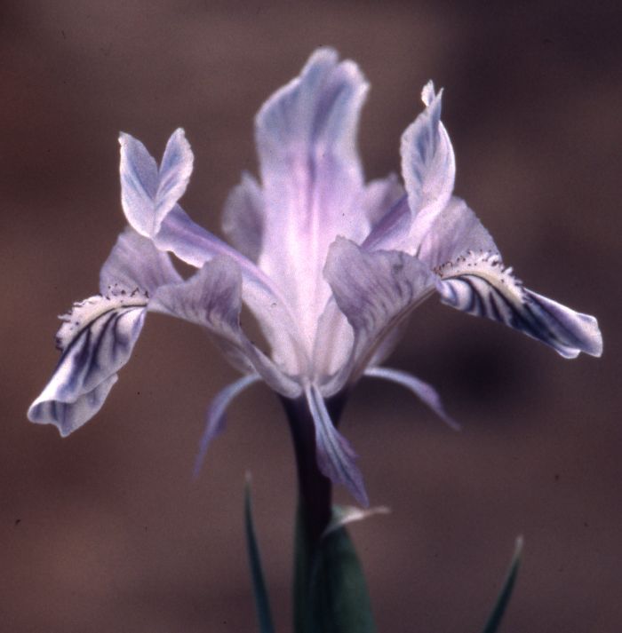 Iris albomarginata