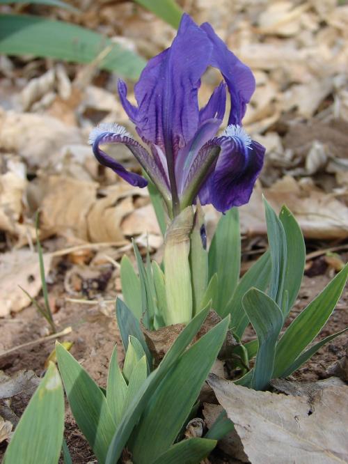 Iris alexeenkoi