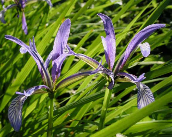 Iris anguifuga