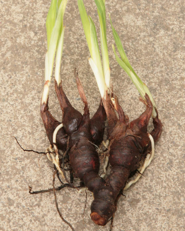 Iris anguifuga