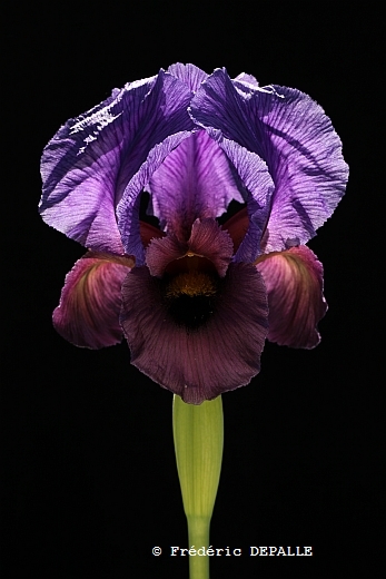 Iris antilibanotica
