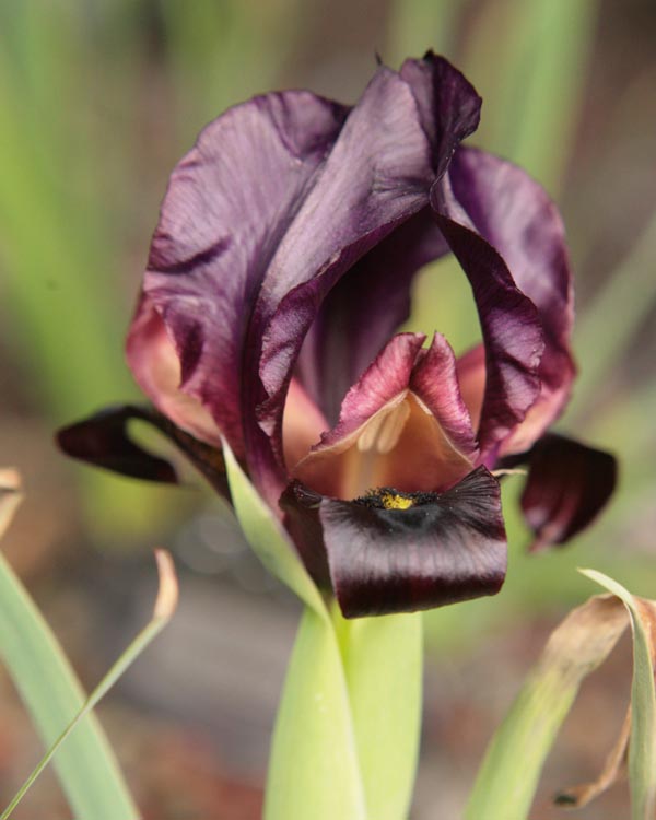 Iris assadiana