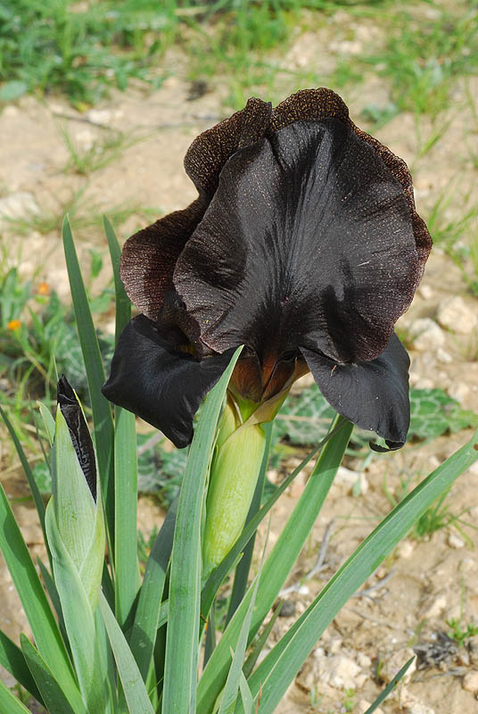Iris atrofusca