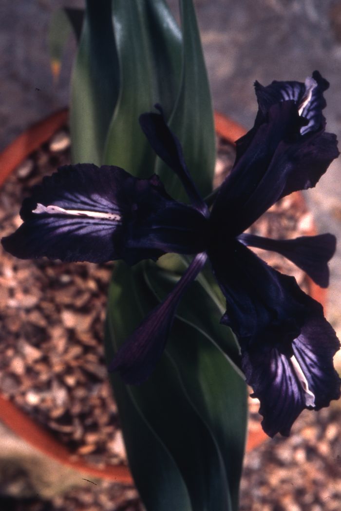 Iris aucheri
