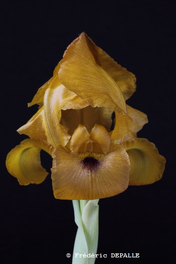 Iris auranitica