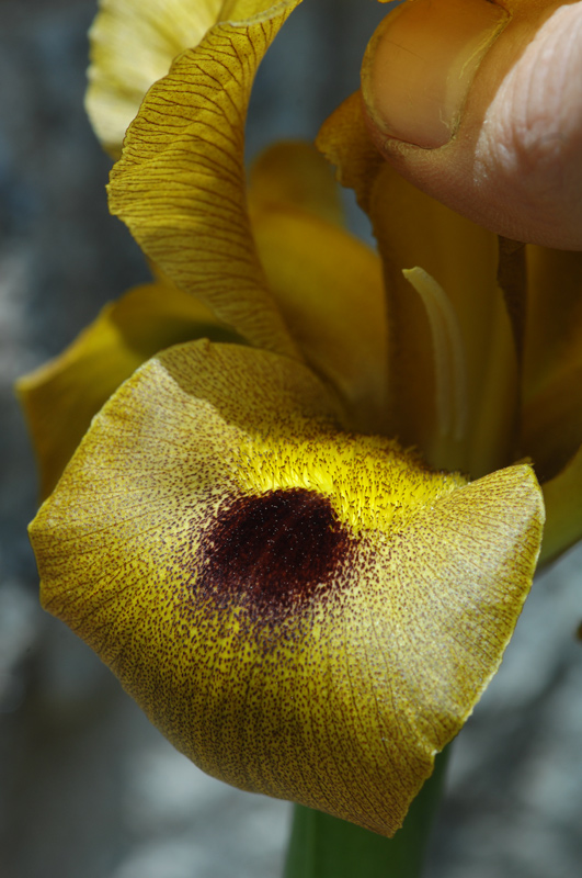 Iris auranitica