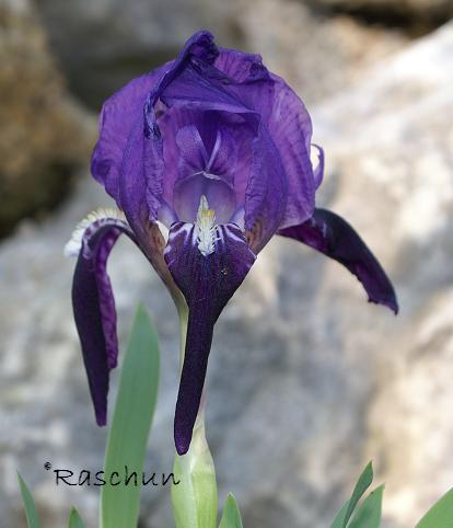 Iris babadagica