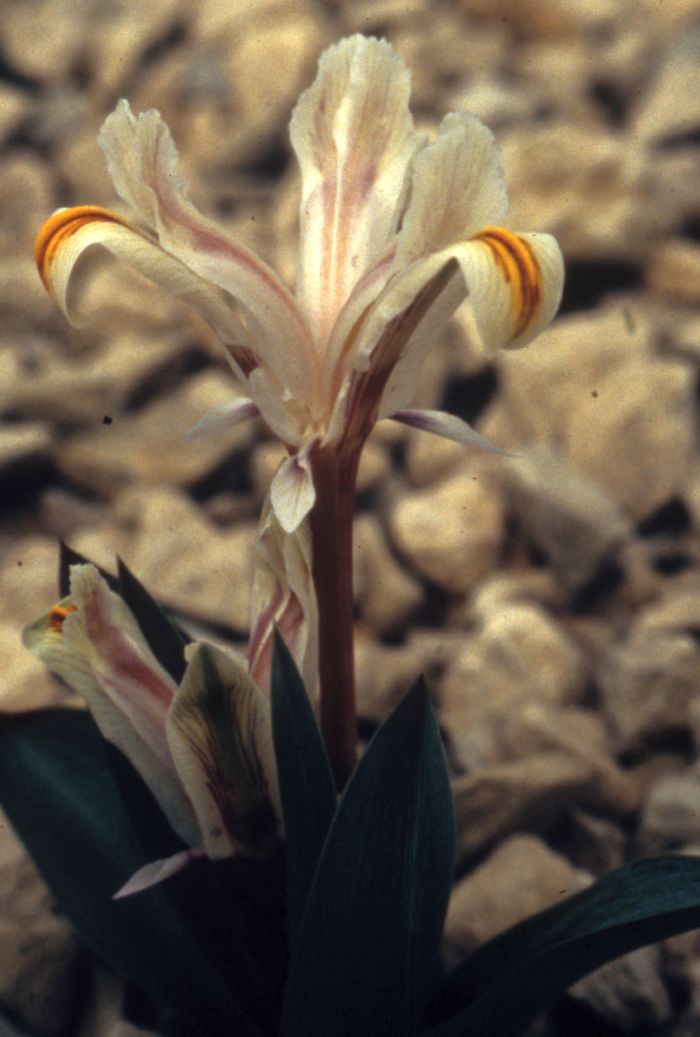 Iris baldshuanica