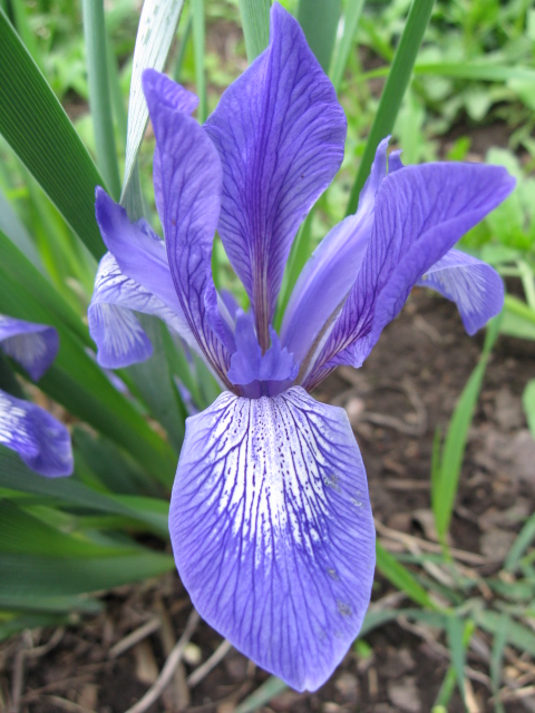 Iris biglumis