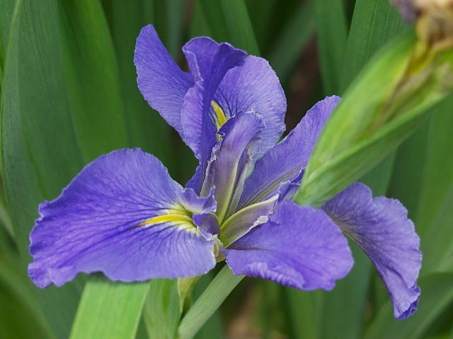 Iris brevicaulis