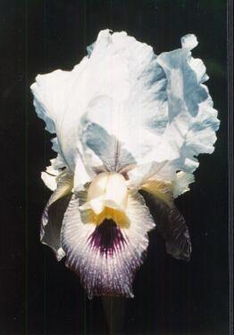 Iris camillae