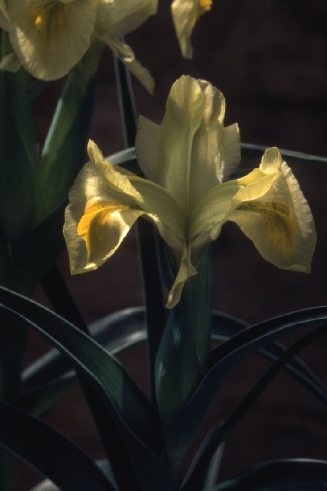 Iris caucasica