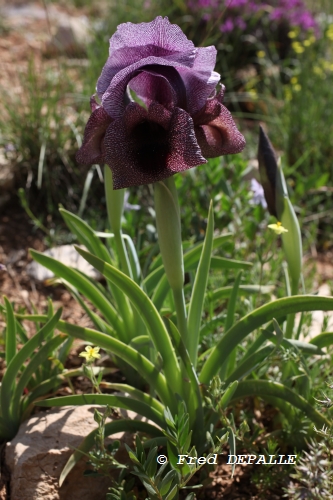 Iris cedretii