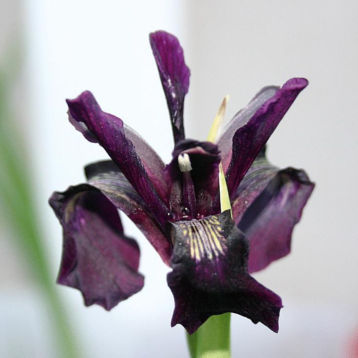 Iris chrysographes