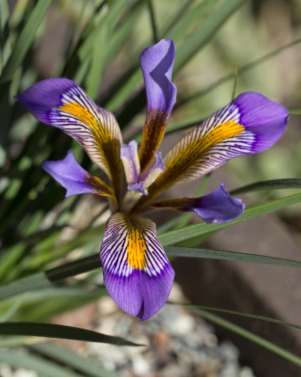 Iris cretensis