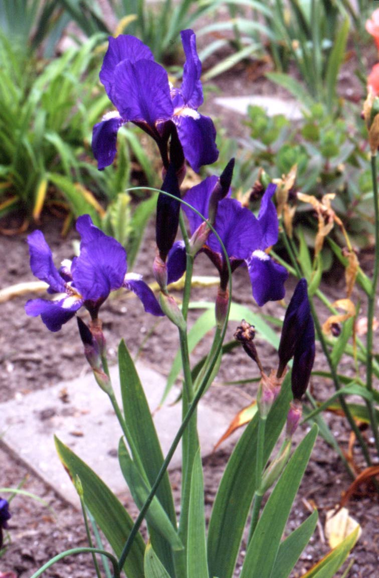 Iris croatica