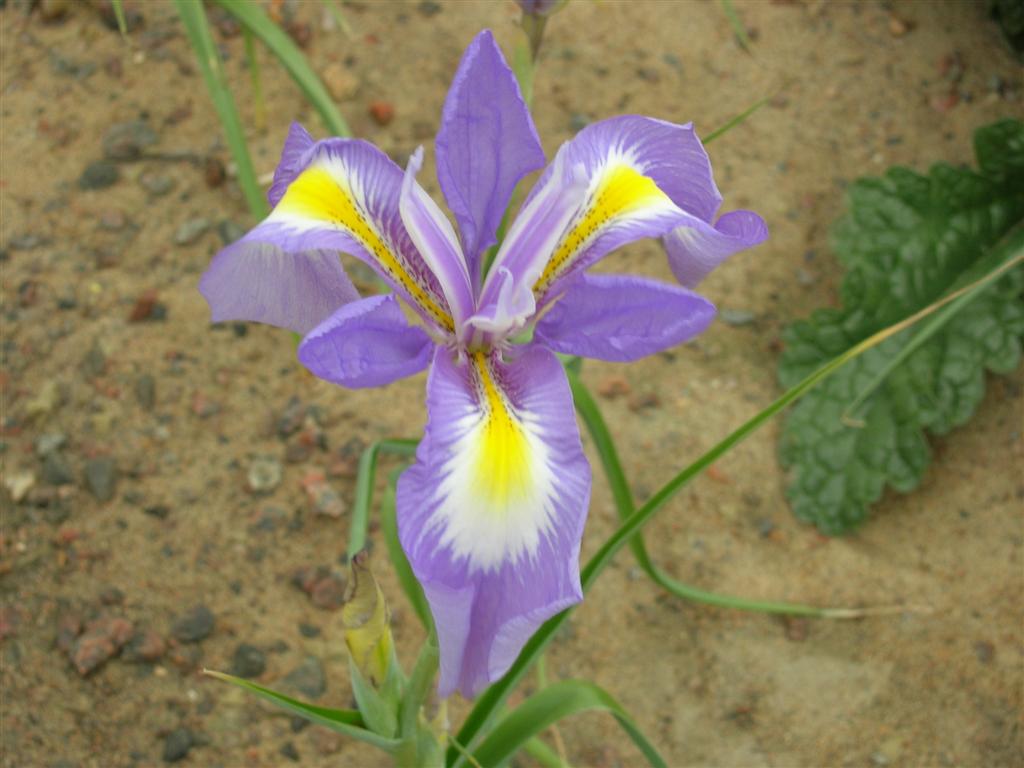 Iris cycloglossa
