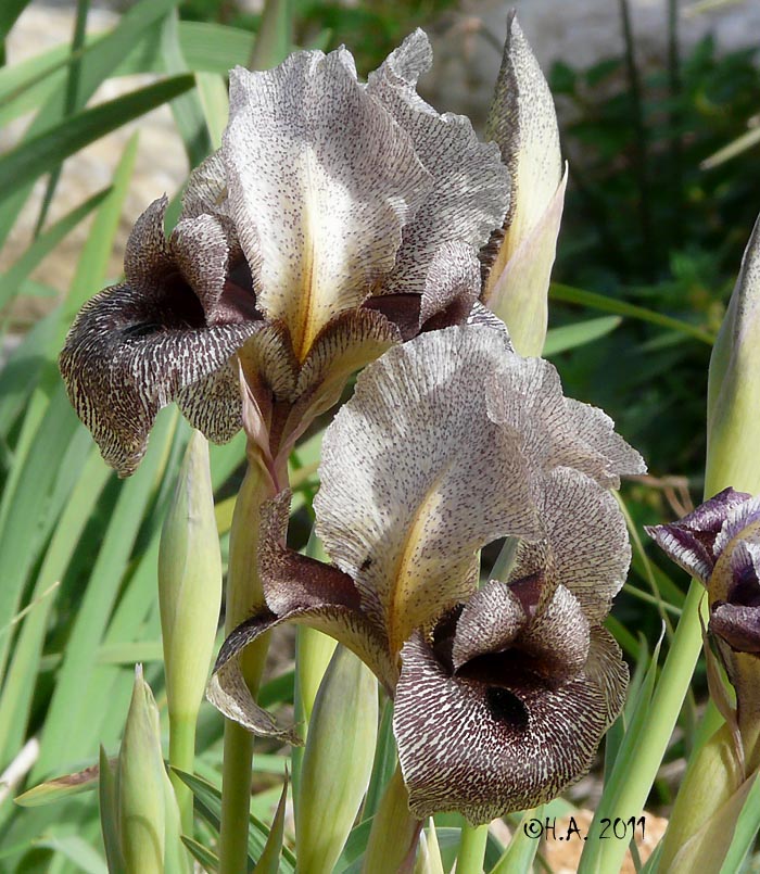 Iris damascena