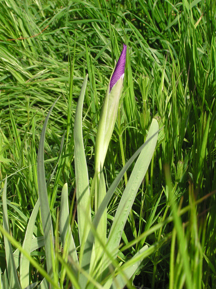 Iris darwasica