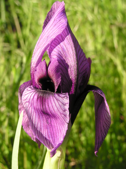 Iris darwasica