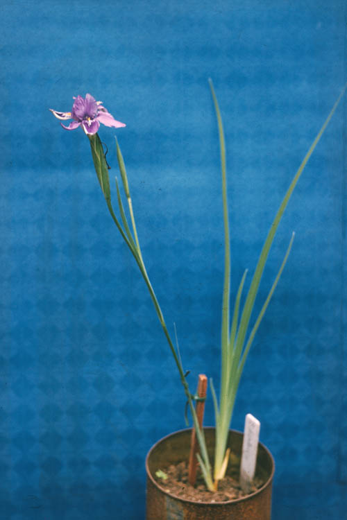 Iris decora