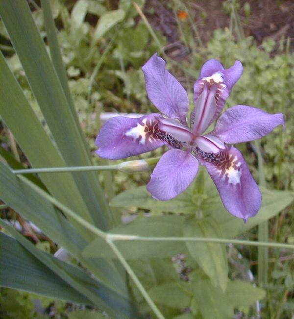Iris dichotoma