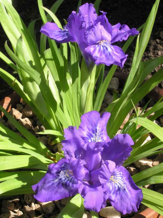Iris dolichosiphon subsp. dolichosiphon