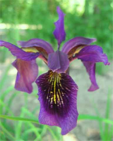 Iris dykesii