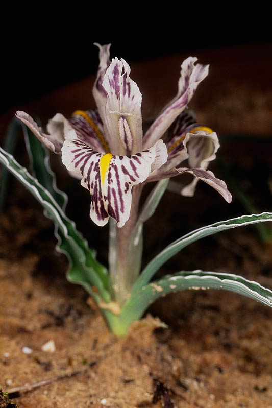 Iris edomensis