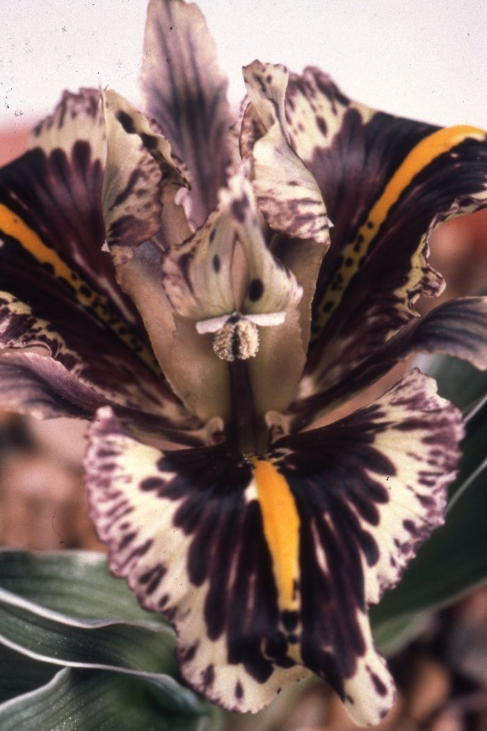 Iris edomensis
