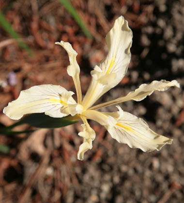 Iris fernaldii