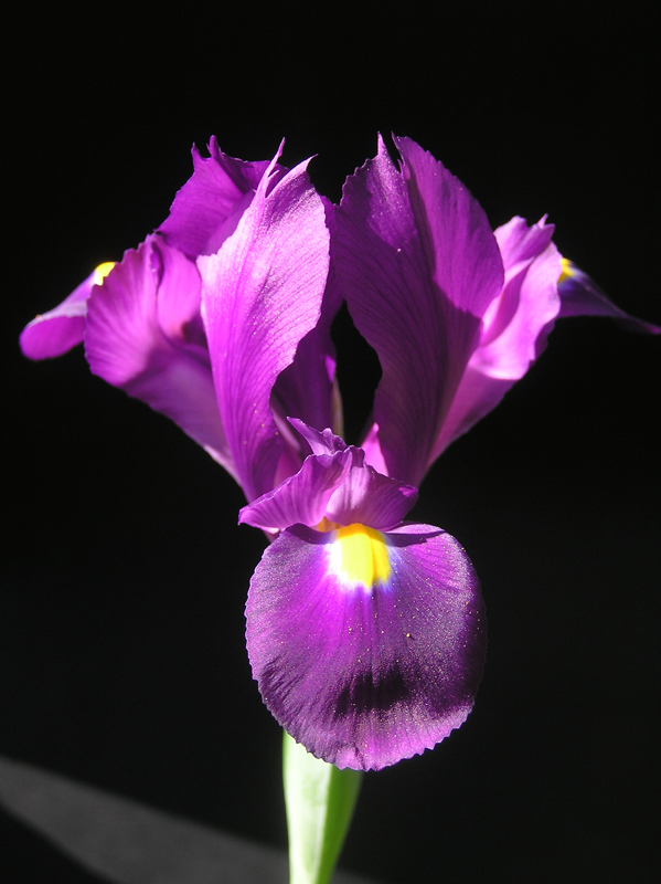 Iris filifolia subsp. filifolia