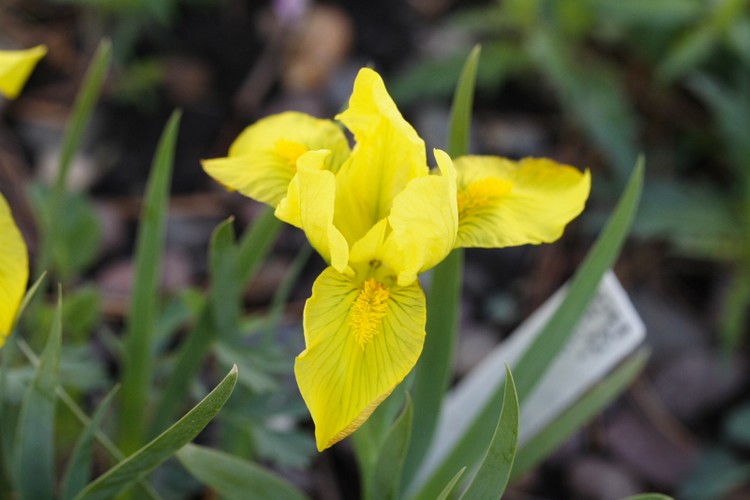 Iris flavissima
