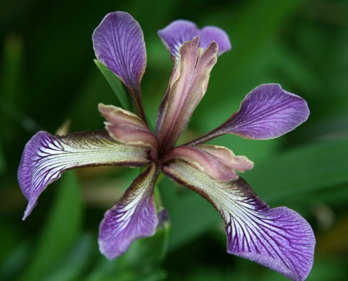 Iris foetidissima