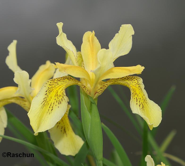 Iris forrestii