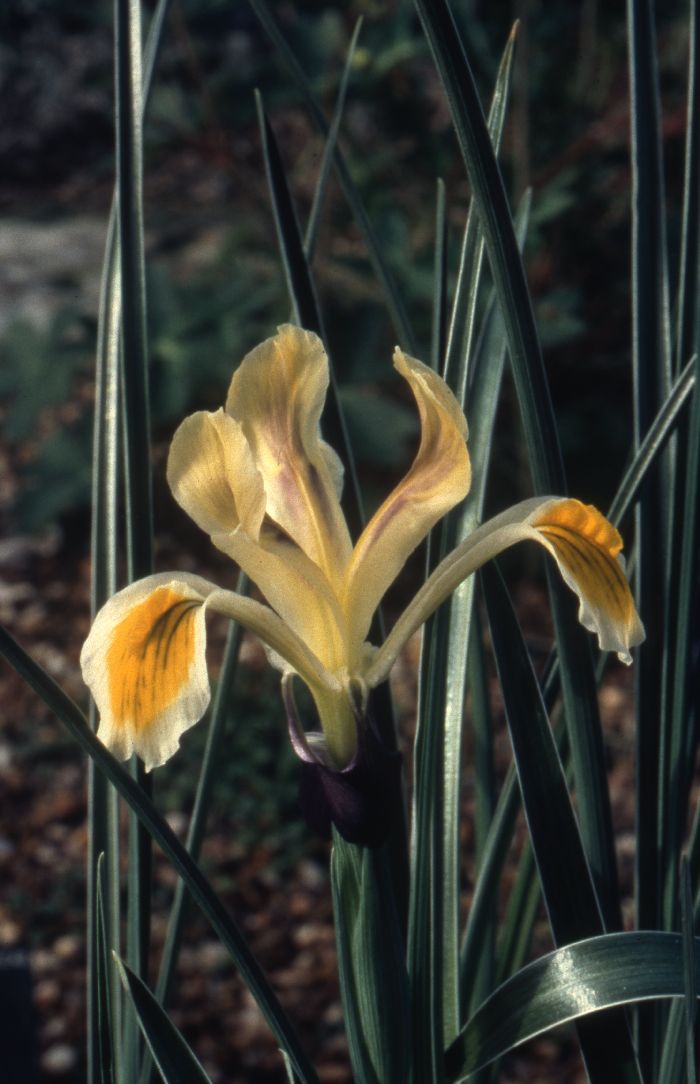 Iris fosteriana