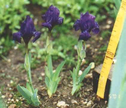 Iris furcata