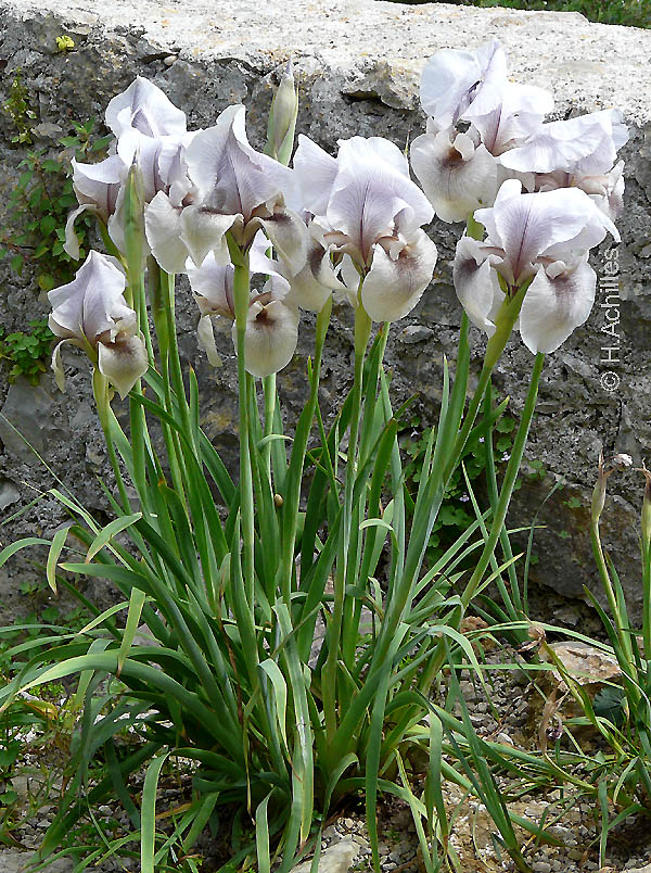 Iris gatesii