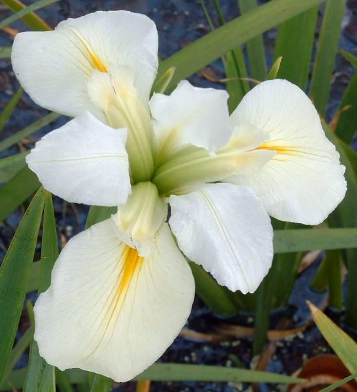 Iris giganticaerulea