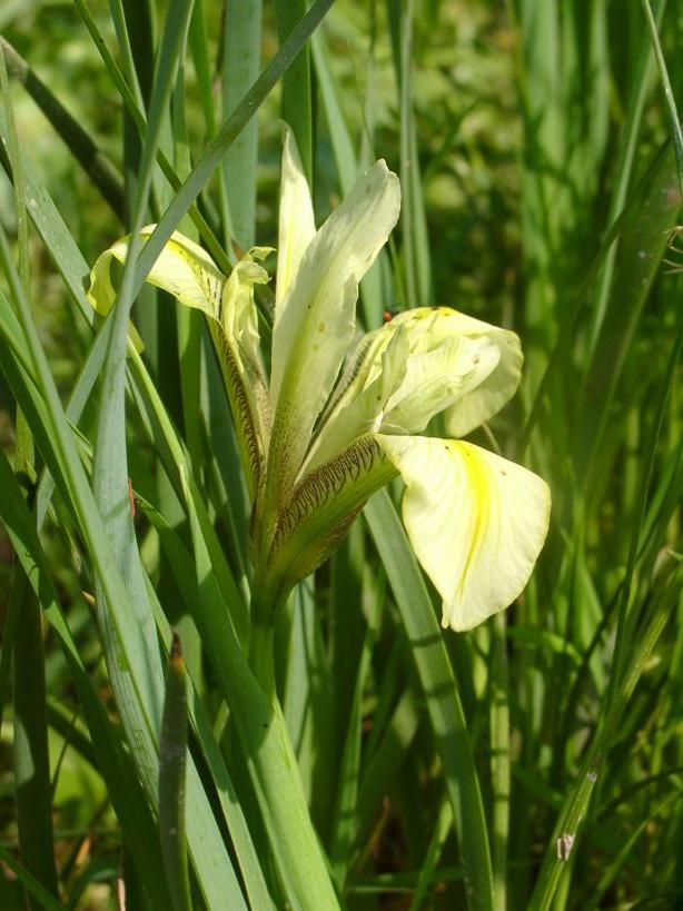 Iris grant duffii