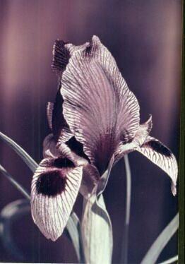 Iris grossheimi