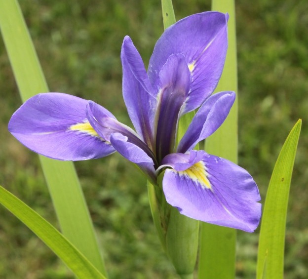 Iris hexagona var. hexagona