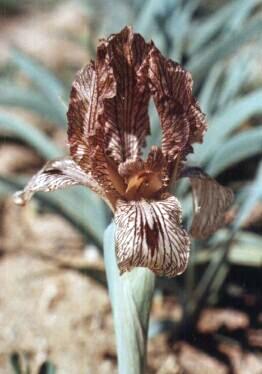 Iris heylandiana