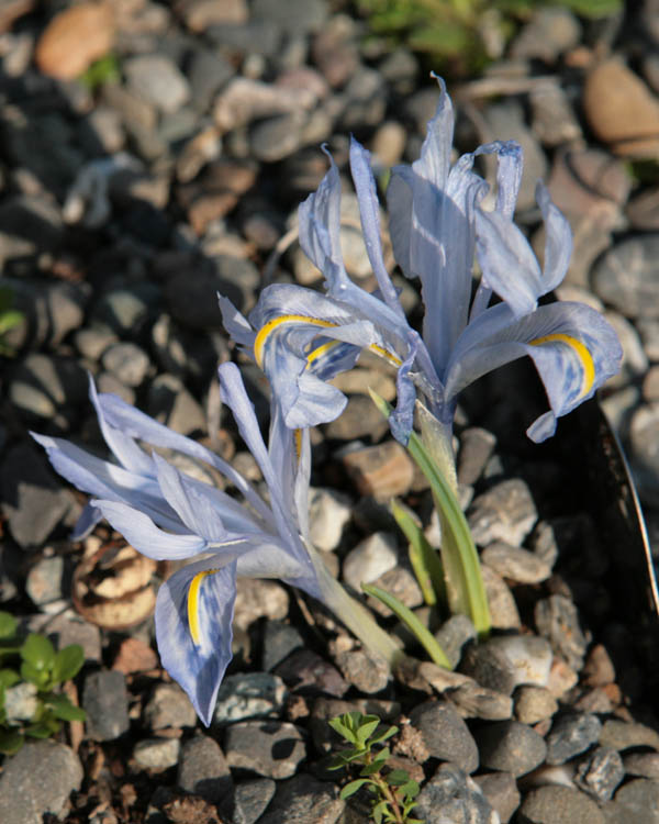 Iris histrio subsp. aintabensis